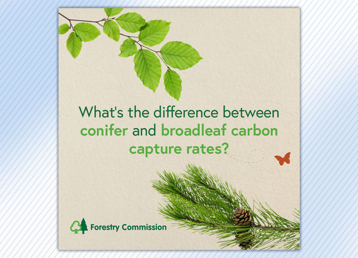 Forestry Commission 'What's the difference between conifer and broadleaf carbon capture rates?' carousel graphics